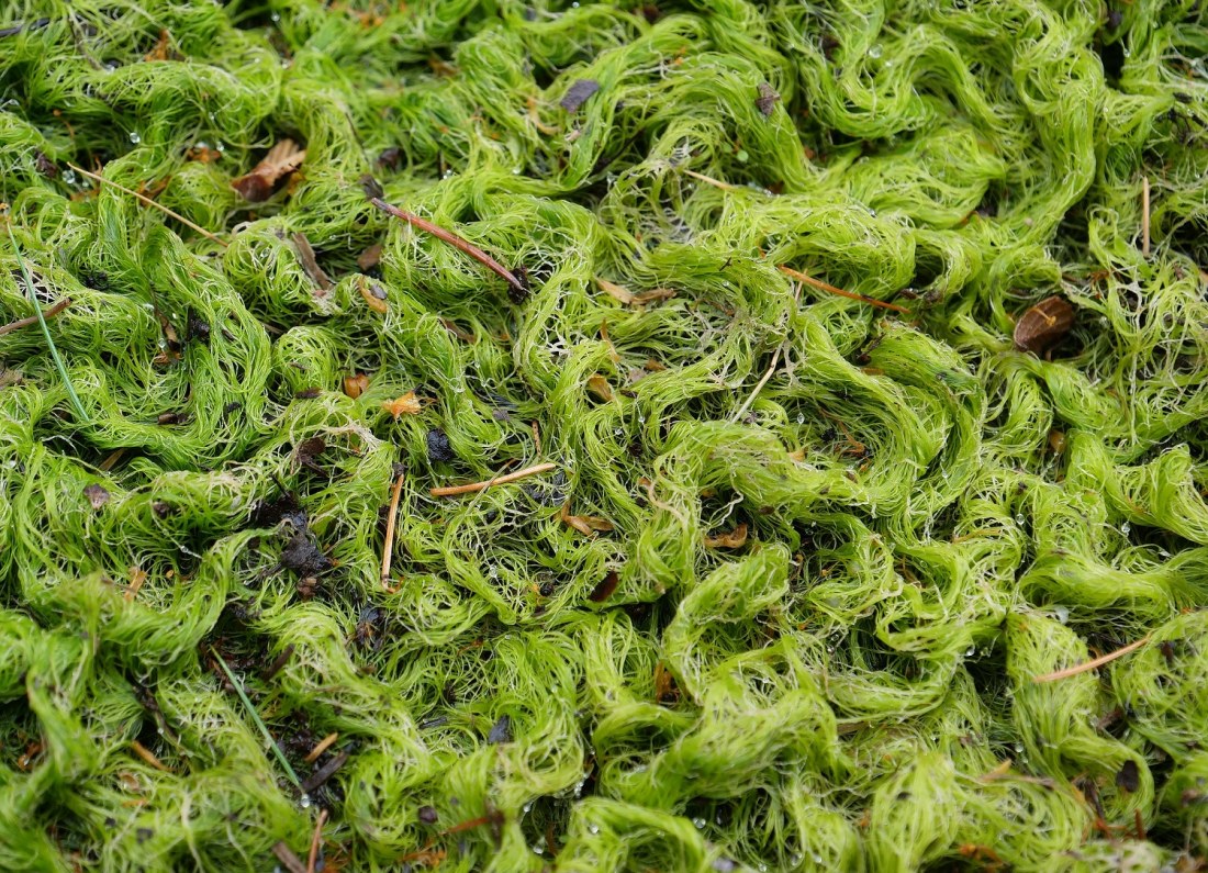 algae microscope close-up