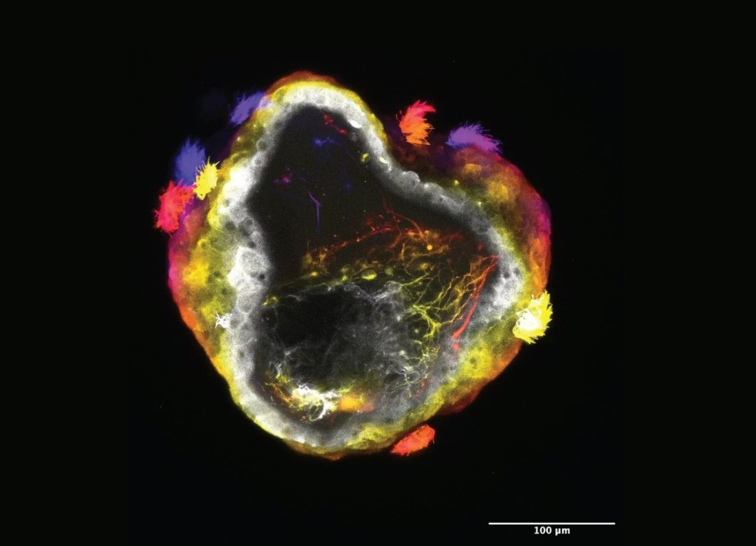 biohybrid robot microscope