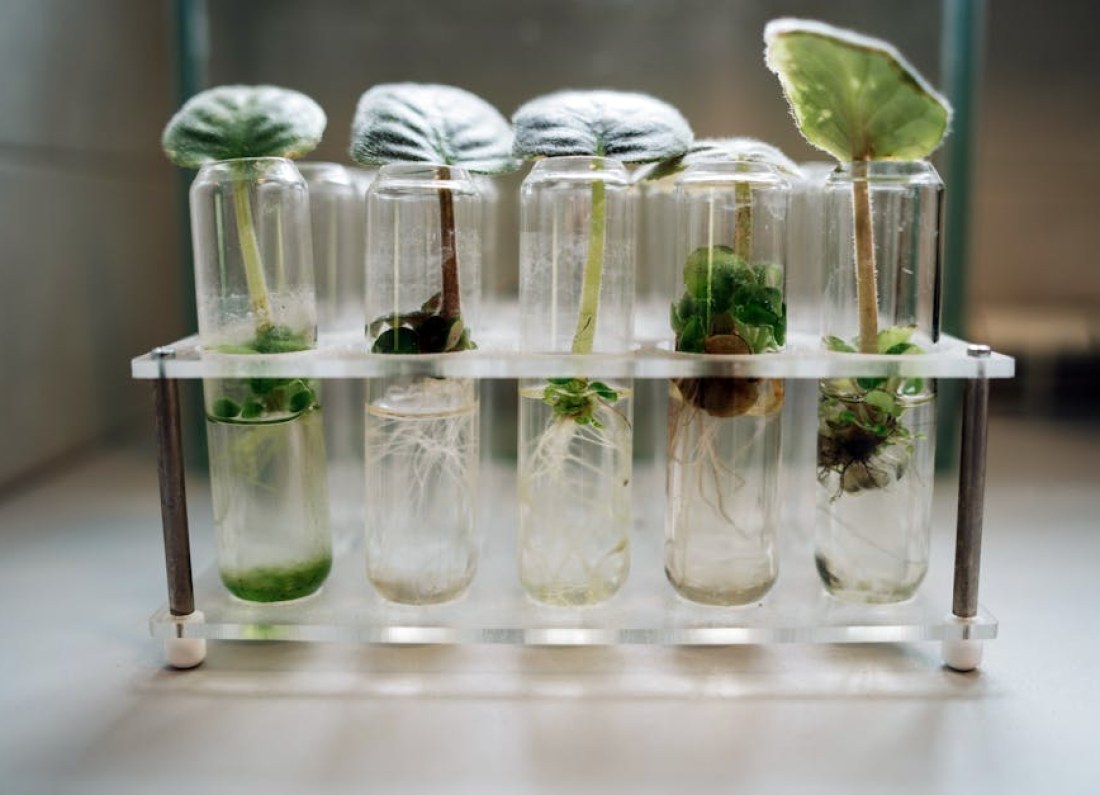 glowing plant biotechnology