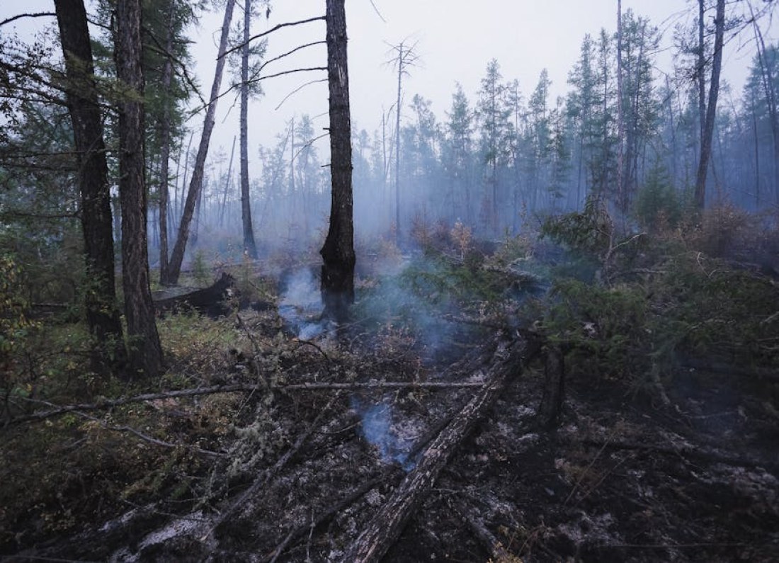 post-apocalyptic forest