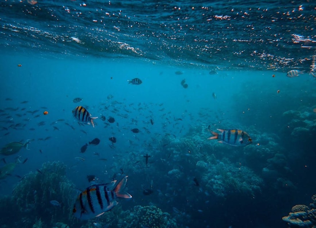 Subnautica 2 underwater