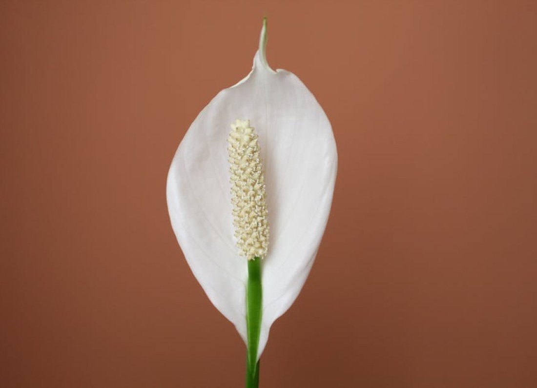 Spathiphyllum plant care