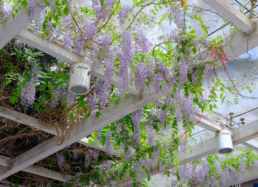 wisteria pruning garden