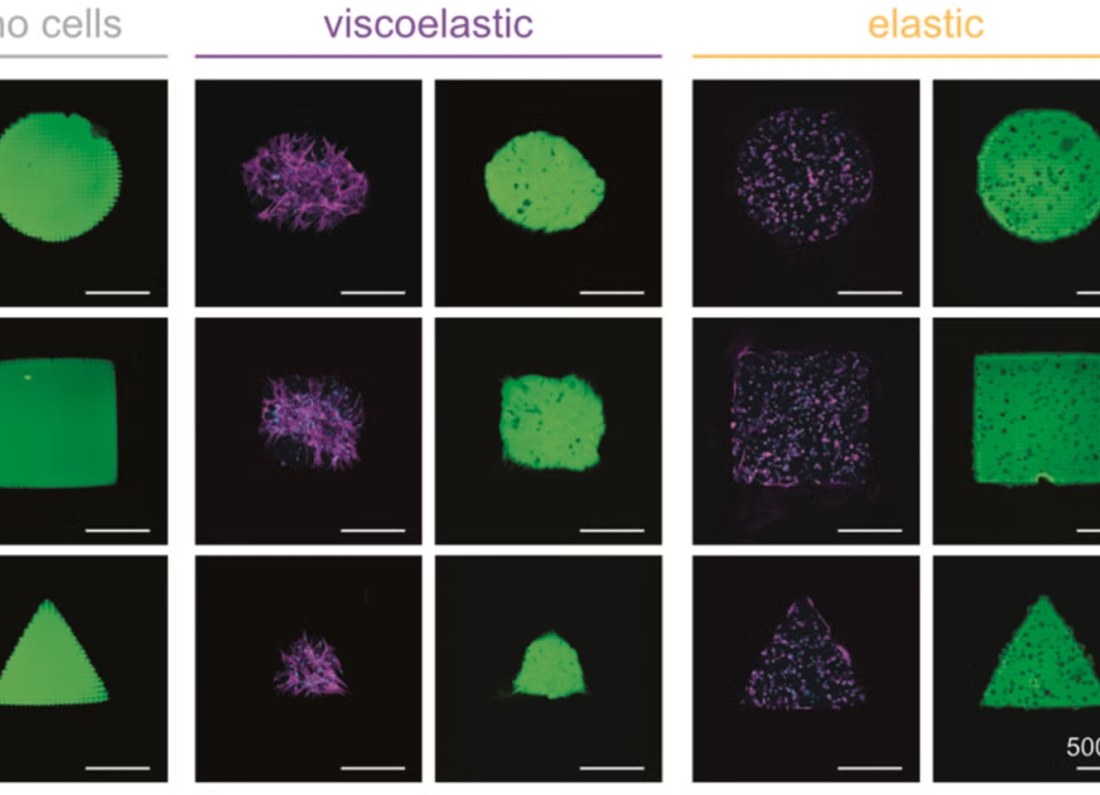 hydrogel microstructure