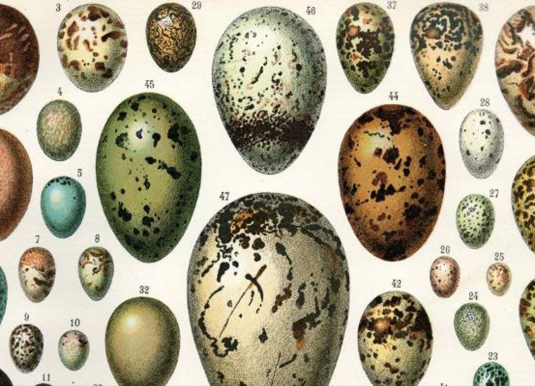 bird eggs closeup