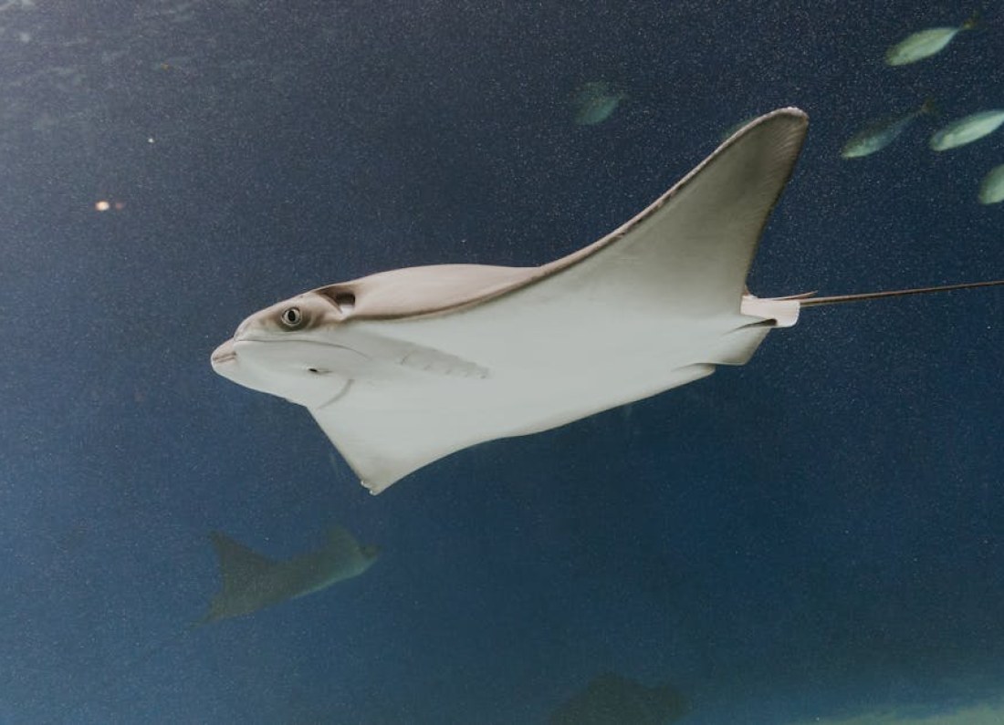 MQ-25A Stingray drone