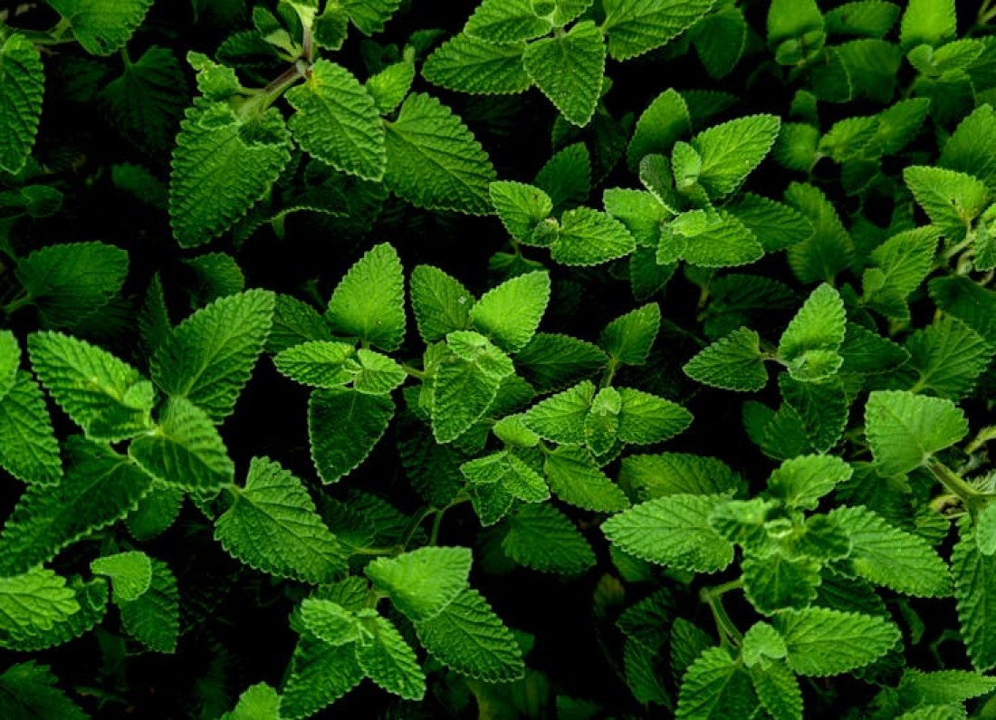dried lemon balm leaves