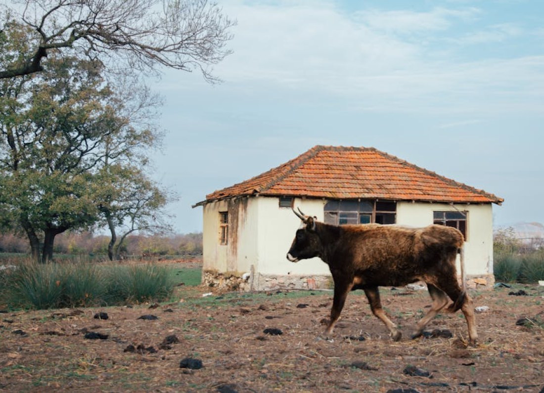 Kamila Bos house