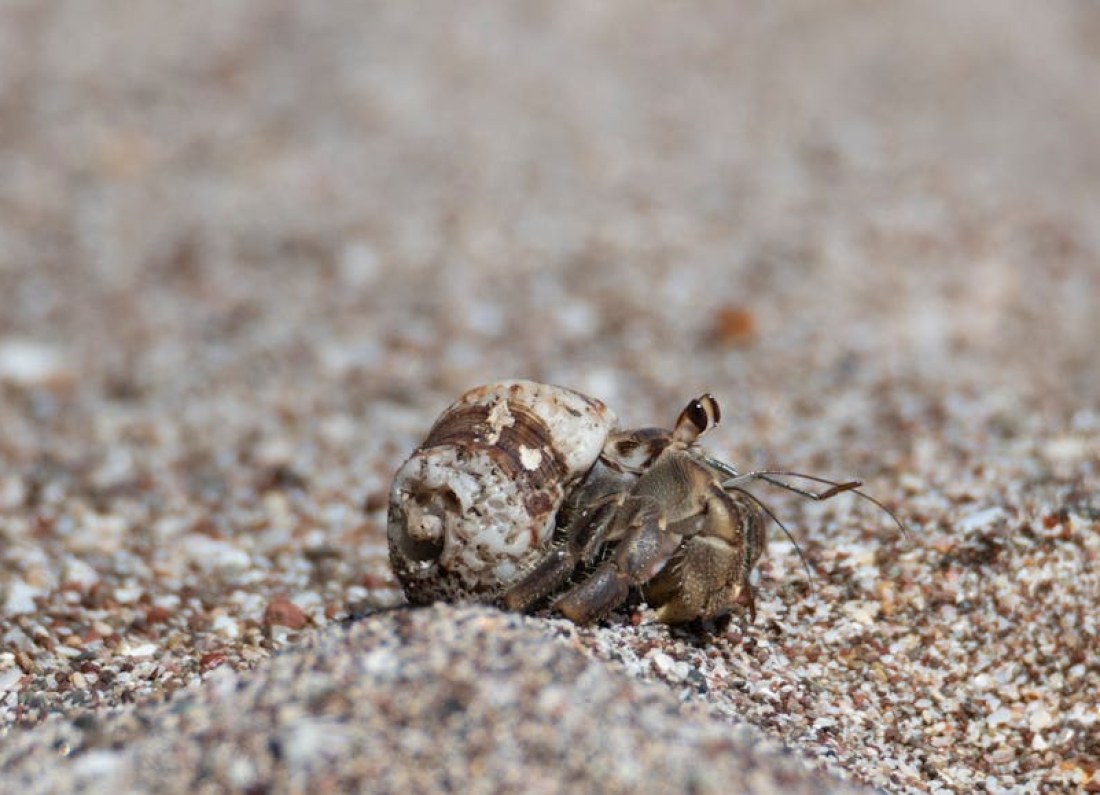 crab shell concrete