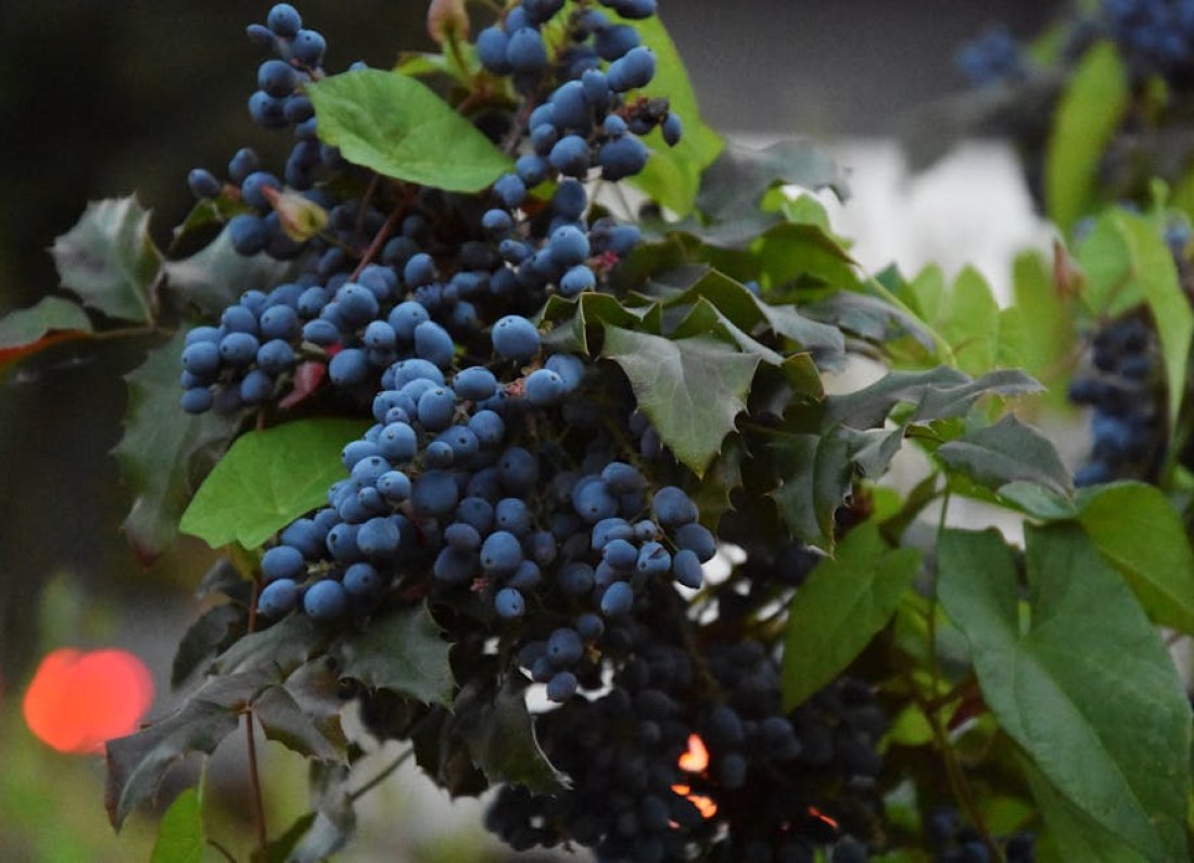 haskap berry bush