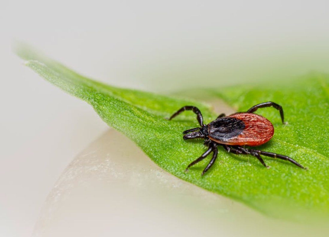 tick detection smartphone