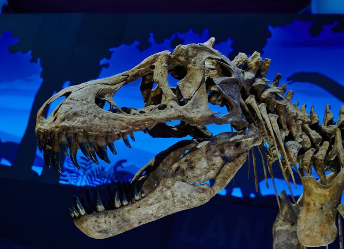 fossil predator amber