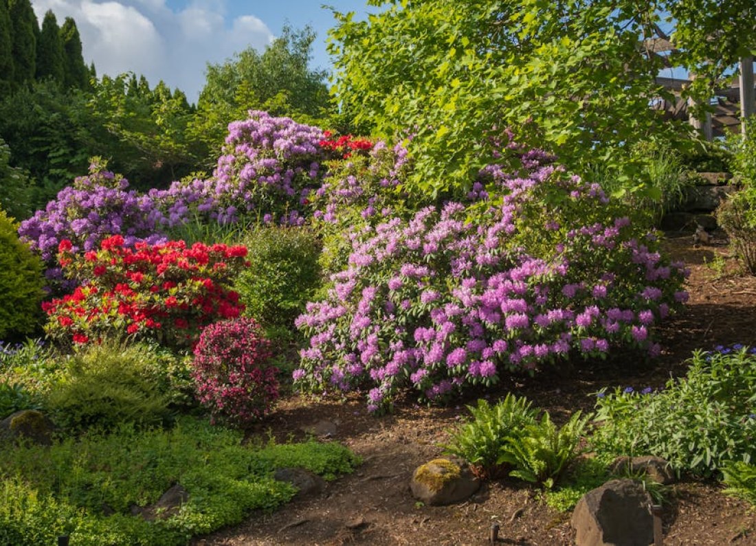 rhododendron blooming garden